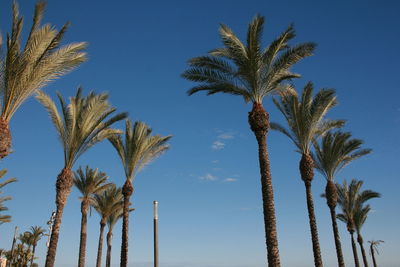 Low angle view of palm trees against clear blue sky