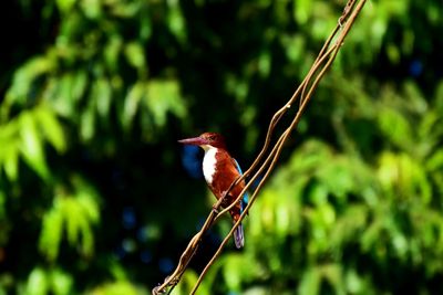 Close-up of bird perching on tree