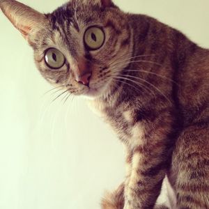 Close-up portrait of cat against white background