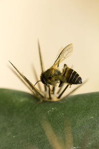 Macro shot of fly