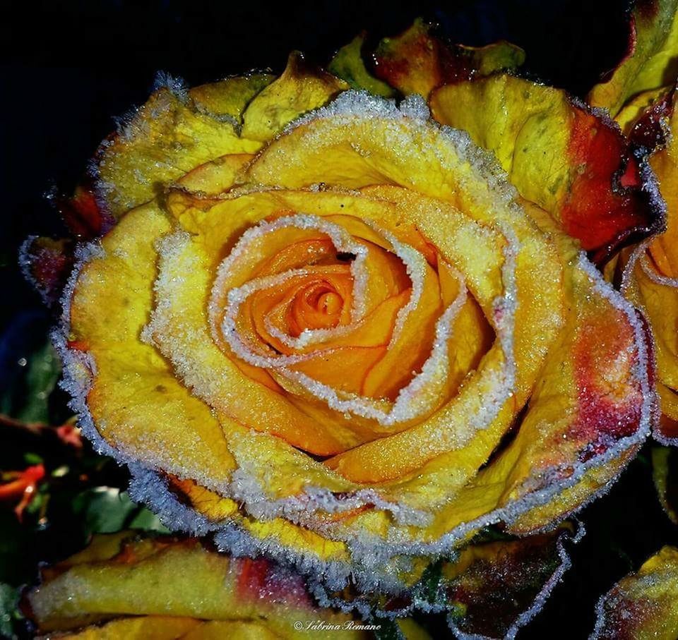 close-up, no people, freshness, yellow, rose - flower, food and drink, beauty in nature, growth, nature, indoors, food, flower, flower head, day