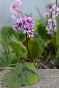 Close-up of purple flowering plant