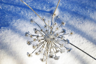 Close-up of frozen plant on field