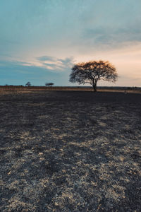 Bare trees on field against sky during sunset