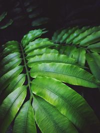 Close-up of green leaves