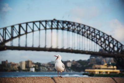 Seagull on bridge over river against sky