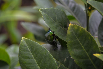 Close-up of insect on leaves