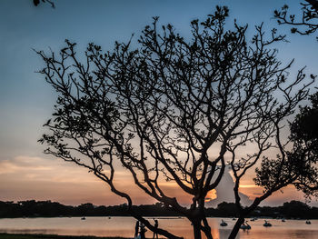 Silhouette bare tree against sky during sunset