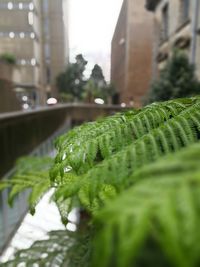 Close-up of water drops on plant