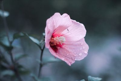 Close-up of wet pink rose flower