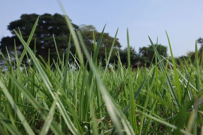 Close-up of grass growing in field