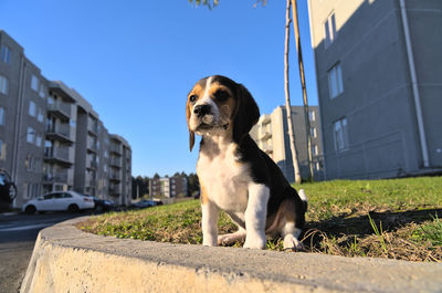 dog