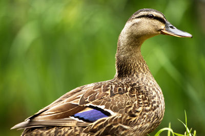 High detailed close-up portrait of female mallard duck - anas on a green grass background