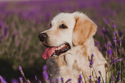 Close-up of a dog looking away