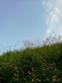 Close-up of fresh green field against sky