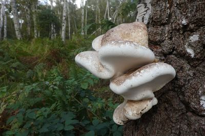 Close-up of mushroom growing on rock