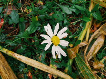 High angle view of white flowers blooming on field