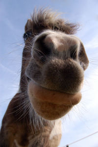 Close-up of horse eye against sky