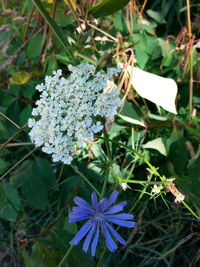 Close-up of white flowers
