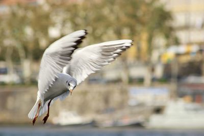 Close-up of seagull flying over water