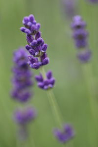 Close-up of purple flowers