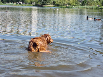 Lion swimming in lake