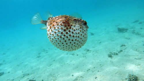 Fish hedgehog. yellow-spotted cyclicht - grows up to 34 cm.