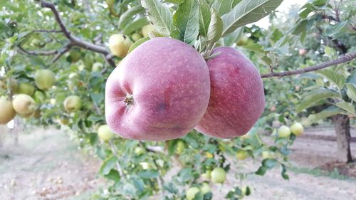 Close-up of apple growing on tree