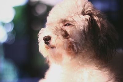 Close-up of dog