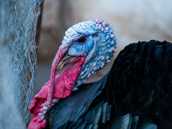 Close-up of a bird