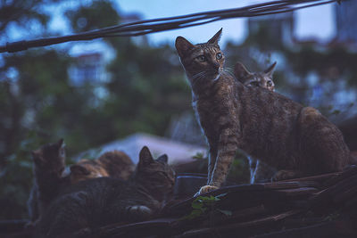 Tabby cats sitting on roof