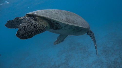 Giant green sea turtle at pandan island