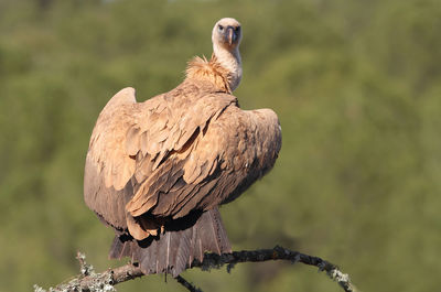 Bird perching on a tree