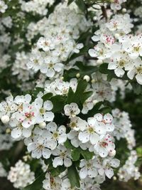 Close-up of white cherry blossoms