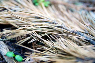 Close-up of plant growing in field