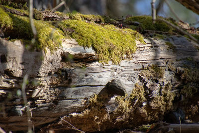 Moss growing on rocks in forest