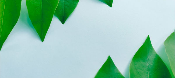 Close-up of green leaves against white background