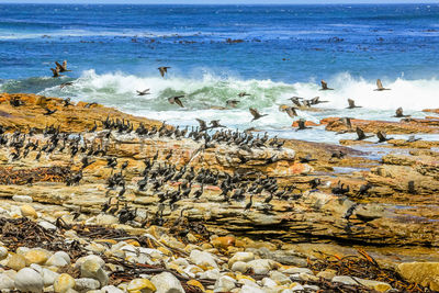 Scenic view of birds flying over sea