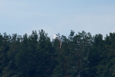 High angle view of seagulls flying in the sky