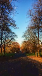 Road passing through forest