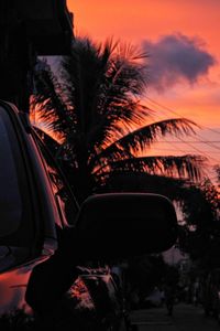 Palm tree in city during sunset