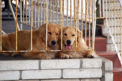 Portrait of golden retriever sitting outdoors