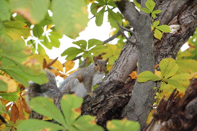 Squirrel sitting on tree