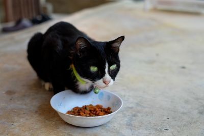 Black cat eating food on floor.