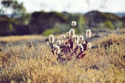 Close-up of flowering plants on field