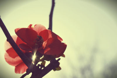 Close-up of flower blooming against sky