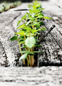 Close-up of plant