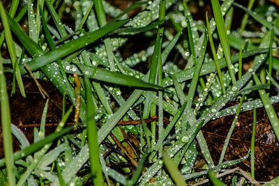 Full frame shot of wet plants