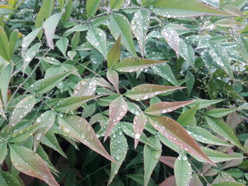 Close-up of wet plants