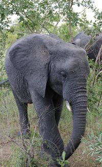 Close-up of elephant on field at kruger national park